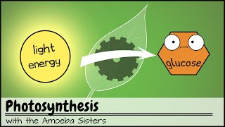 Photosynthesis UPDATED [upl. by Nerine]