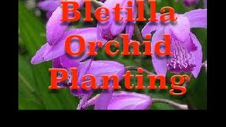 Planting Bletilla striata Hardy Orchid Bulbs [upl. by Nosnorb]