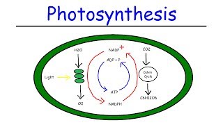 Photosynthesis  Light Dependent Reactions and the Calvin Cycle [upl. by Sseb]