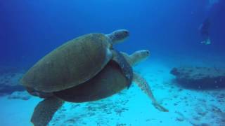 Sea turtle mating [upl. by Anniahs]