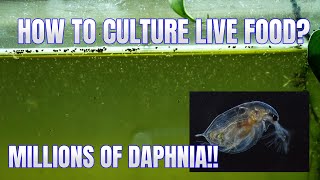 How to Culture Daphnia Secret Method to Breed MILLIONS  Simply Aquatic [upl. by Noerb865]