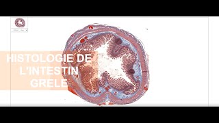 Histologie de lintestin grêle [upl. by Suryc]