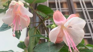 94Fuchsia flowers how to grow and care [upl. by Yrolam]