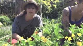 A closer look at Greater Celandine Chelidonium majus [upl. by Blanche]