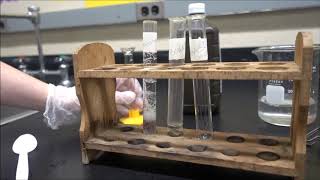 Investigating Enzymes in Liver [upl. by Adnarram]