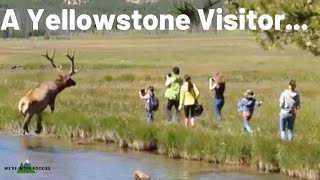 Stupid Yellowstone Behavior Top 10 [upl. by Enoek]