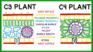 How C3 C4 and CAM Plants Do Photosynthesis Old version [upl. by Jillana]