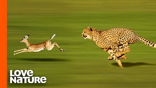 Cheetah High Speed Gazelle Hunt [upl. by Finah]