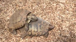 Turtles mating noise [upl. by Dnalyr]