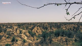 Beehad Ravines of Chambal  Taking back the badlands [upl. by Leanor]