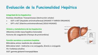 Fisiopatología de las Hepatitis [upl. by Nosde]