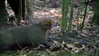 The Growling Ferocious Diurnal Kitty Cat The Jaguarundi [upl. by Aliuqet]