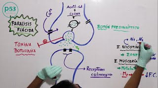 FISIOLOGÍA  Acetilcolina [upl. by Wettam]