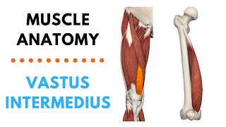 Vastus Intermedius  Muscle Anatomy  Joetherapy [upl. by Brezin]