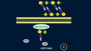 Cell Wall Synthesis [upl. by Yrogerg776]