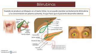 Bioquimica Pruebas de Funcion Hepatica [upl. by Undine]