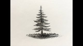 How to Draw a Pine Tree [upl. by Edmanda898]