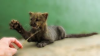 Playing with an adorable rescued jaguarundi [upl. by Derwon]