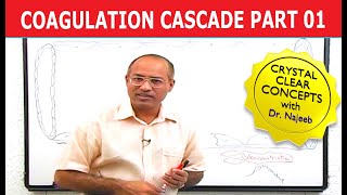 Coagulation Cascade  Part 112 [upl. by Chariot]