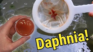 How I Culture Daphnia In Outdoor Tubs [upl. by Anerbes]