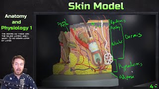 Skin Model Anatomy Overview  Anatomy and Physiology 1 [upl. by Aticnemrac]