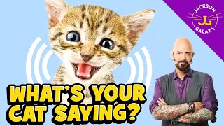 Cat Vocalizations and What They Mean [upl. by Amalee]