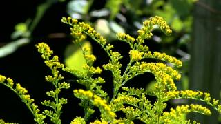 Ragweed amp Goldenrod [upl. by Lusty262]