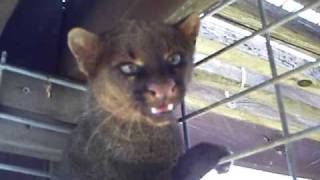 Jaguarundi at Project Survivals Cat Haven [upl. by Adel]