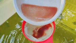 How to culture daphnia  Daphnia culture  How to grow daphnia outdoor [upl. by Cheston]