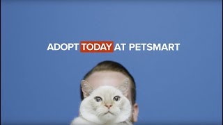 PetSmart Charities Cat Adoptions [upl. by Carlina]