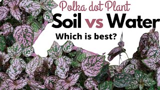 How to Propagate Polka Dot Plant Hypoestes Water vs Soil Propagation HD 1080p [upl. by Damick]