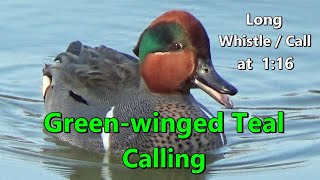 Greenwinged Teal Duck Calling  Call Sound amp Whistle  North Pond Lincoln Park Chicago 442021【4K】 [upl. by Treblah]