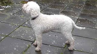 Dog Breed Video Lagotto Romagnolo [upl. by Adhern]