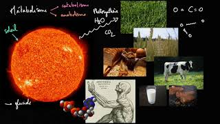 Introduction au métabolisme [upl. by Salvadore]