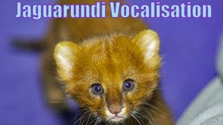 Jaguarundi Vocalisation Fight Over Food [upl. by Oswal688]