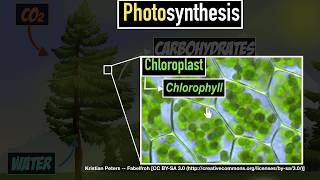 Photosynthesis  Life processes  Biology  Khan Academy [upl. by Turmel]