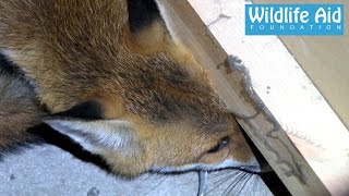 Fox inside a Coffee Machine  Animal Rescue [upl. by Ardnued]