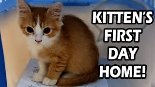 Adopting A Kitten  Cats First Days Home [upl. by Melva]