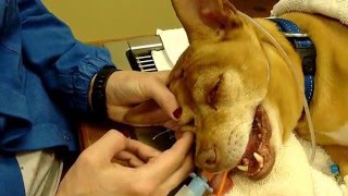 The Schirmer Tear amp fluorescein eye stain Tests dogs [upl. by Rawdin]