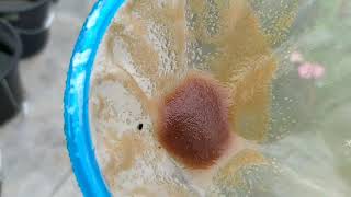 How to culture daphnia moina in a small container Part 1 English Subtitle [upl. by Notnef]