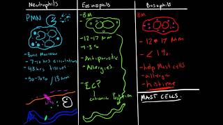 Immunology  Granulocytes Function Neutrophils Basophils Eosinophils [upl. by Aldas]