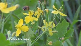 Chelidonium majus [upl. by Mallon]