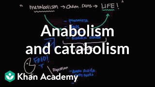 Overview of metabolism Anabolism and catabolism  Biomolecules  MCAT  Khan Academy [upl. by Epuladaug]