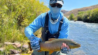 Big Brown on the Owyhee River [upl. by Firehs]