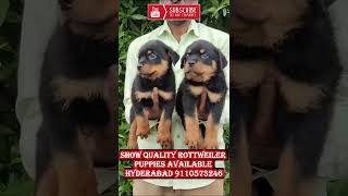 rottweiler puppies for sale in hyderabad [upl. by Anauj]