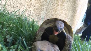 Accouplement tortue cri  Turtle scream [upl. by Ojibbob268]