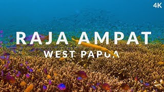 This is Raja Ampat 4k  dive into the dream of biodiversity [upl. by Nahama901]