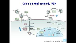 immunologie de linfection VIH partie 1 [upl. by Horwitz]