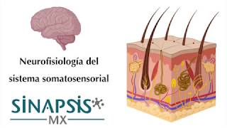 Sistema somatosensorial [upl. by Katleen608]