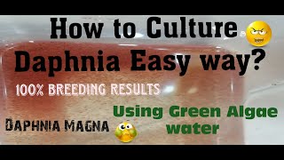 Daphnia MagnaHow to Culture Daphnia Easy wayCulturing Daphnia using Green water Daphnia [upl. by Nelyt203]